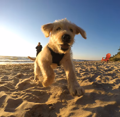 Grand Haven Dog Park